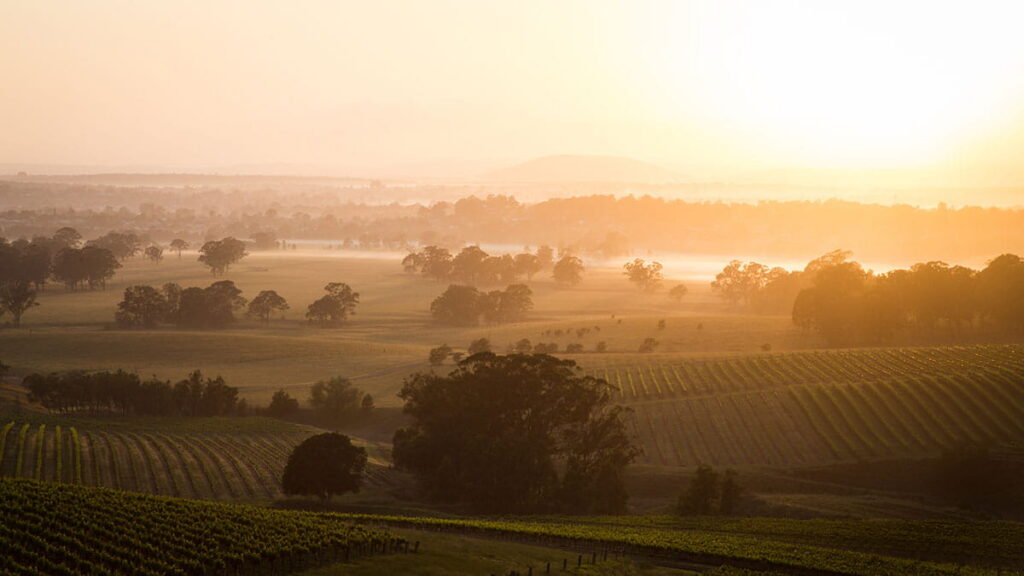 Vineyard field